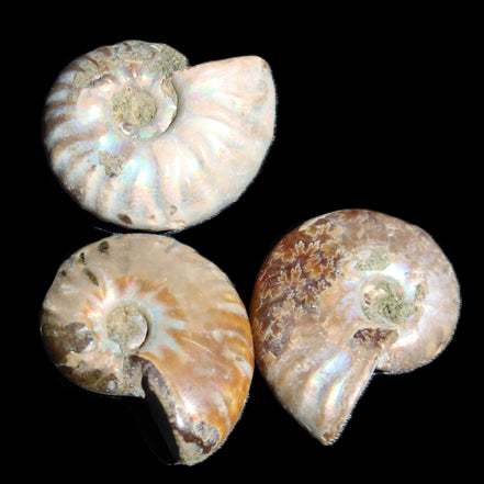 Jurassic 3 Iridescent Ammonites from Madagascar 25mm 16g in sunlight - Rocks and Things Store