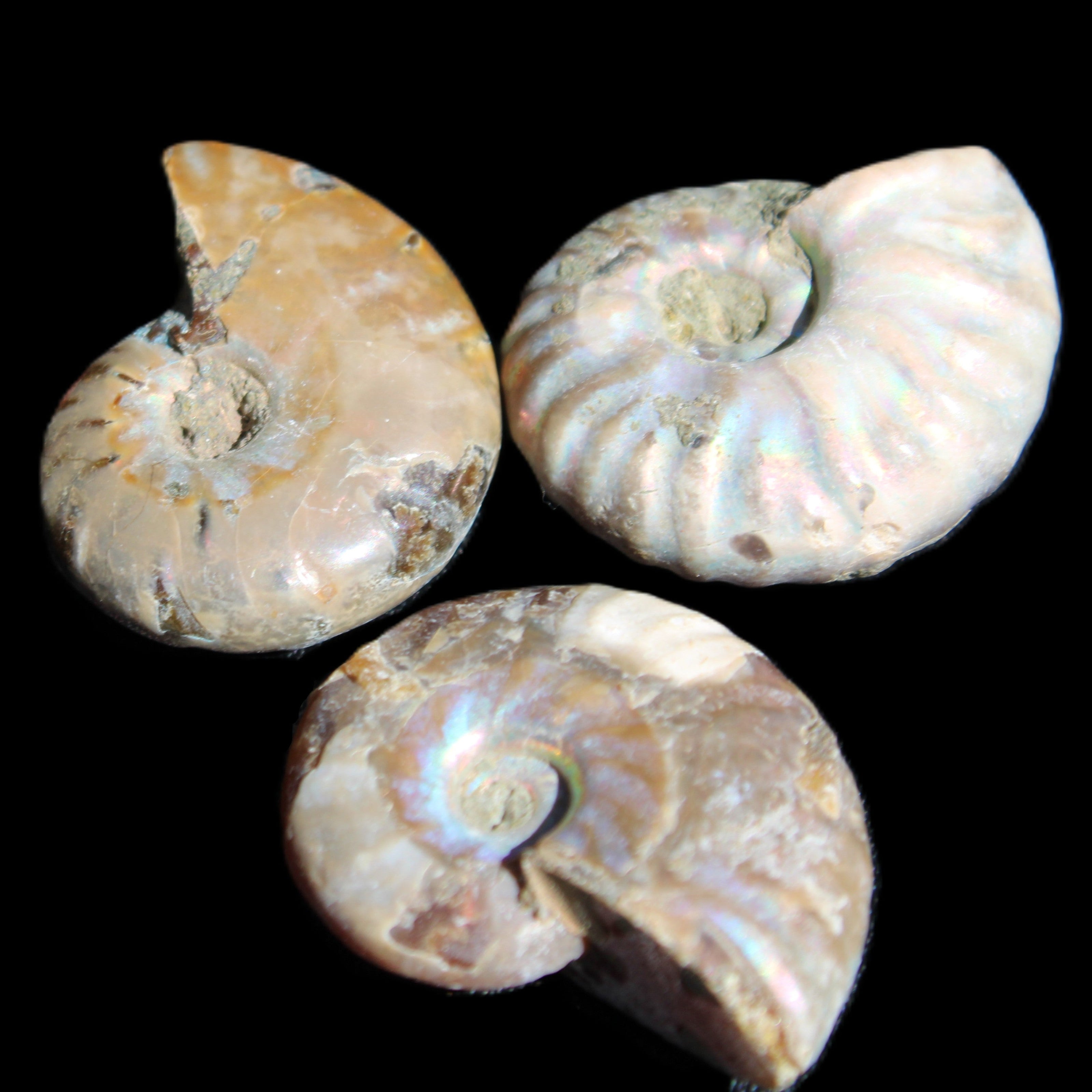 Jurassic 3 Iridescent Ammonites from Madagascar 25mm 16g in sunlight - Rocks and Things Store
