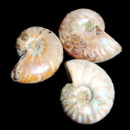 Jurassic 3 Iridescent Ammonites from Madagascar 25mm 16g in sunlight - Rocks and Things Store