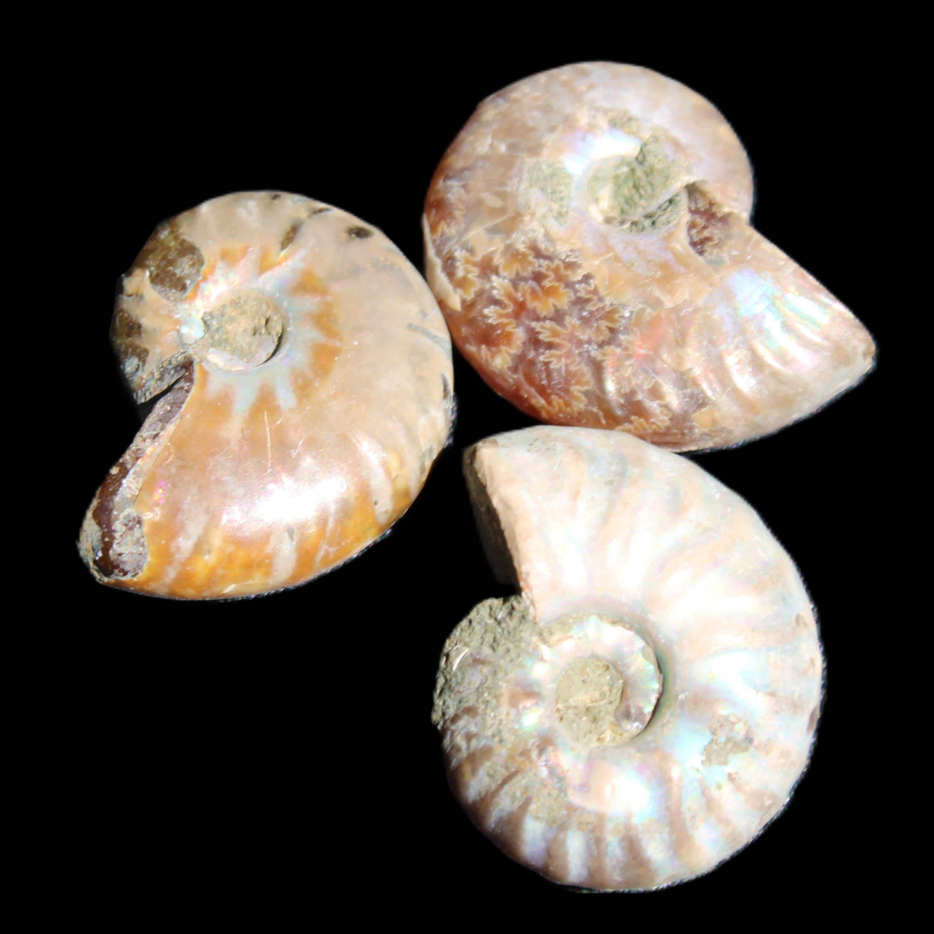 Jurassic 3 Iridescent Ammonites from Madagascar 25mm 16g in sunlight - Rocks and Things Store