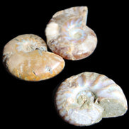 Jurassic 3 Iridescent Ammonites from Madagascar 25mm 16g in sunlight - Rocks and Things Store