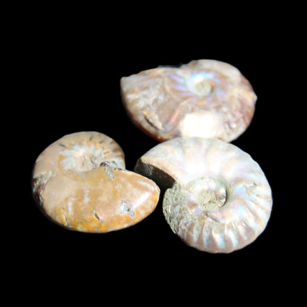 Jurassic 3 Iridescent Ammonites from Madagascar 25mm 16g in sunlight - Rocks and Things Store