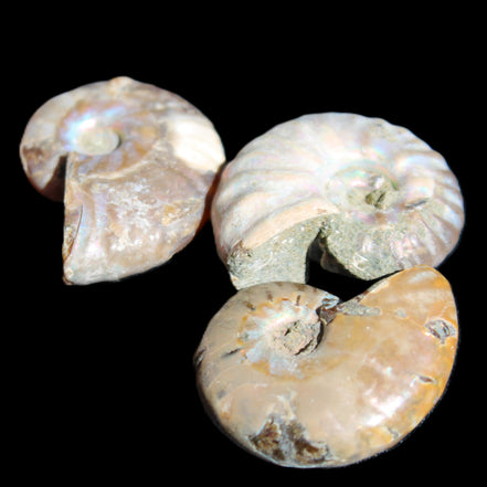 Jurassic 3 Iridescent Ammonites from Madagascar 25mm 16g in sunlight - Rocks and Things Store