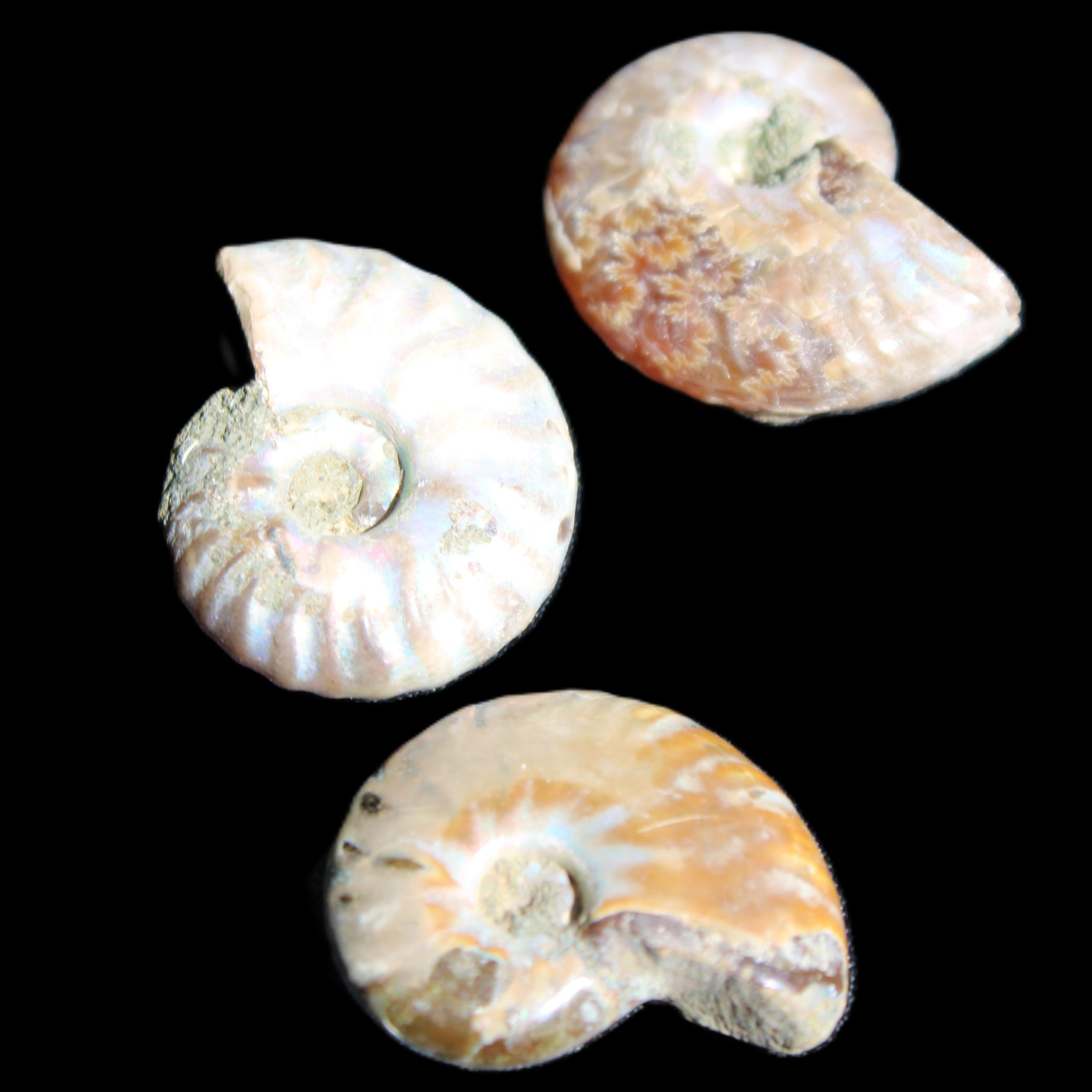 Jurassic 3 Iridescent Ammonites from Madagascar 25mm 16g in sunlight - Rocks and Things Store