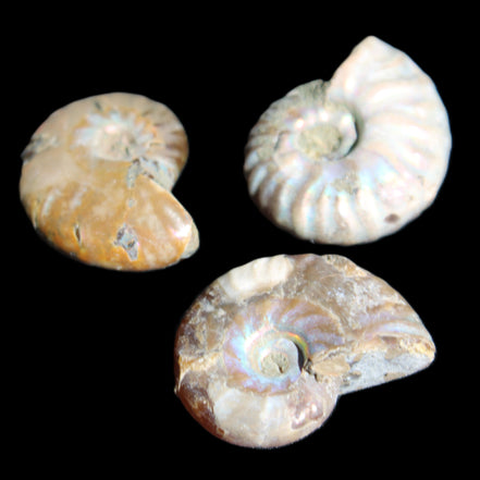 Jurassic 3 Iridescent Ammonites from Madagascar 25mm 16g in sunlight - Rocks and Things Store