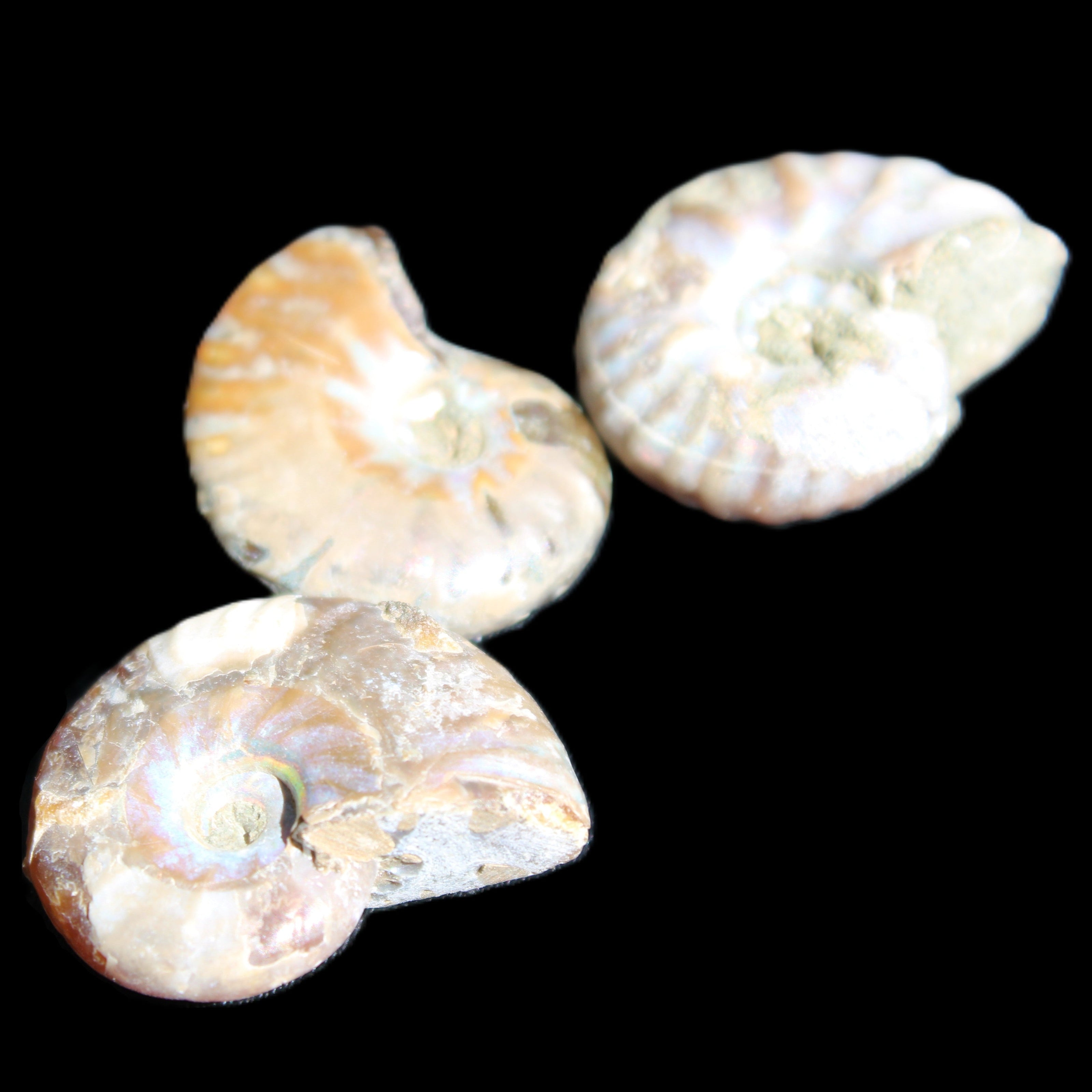Jurassic 3 Iridescent Ammonites from Madagascar 25mm 16g in sunlight - Rocks and Things Store