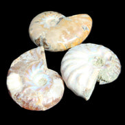 Jurassic 3 Iridescent Ammonites from Madagascar 25mm 16g in sunlight - Rocks and Things Store
