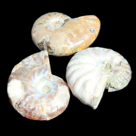 Jurassic 3 Iridescent Ammonites from Madagascar 25mm 16g in sunlight - Rocks and Things Store