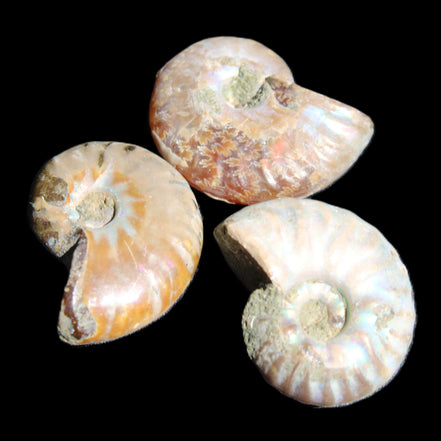 Jurassic 3 Iridescent Ammonites from Madagascar 25mm 16g in sunlight - Rocks and Things Store