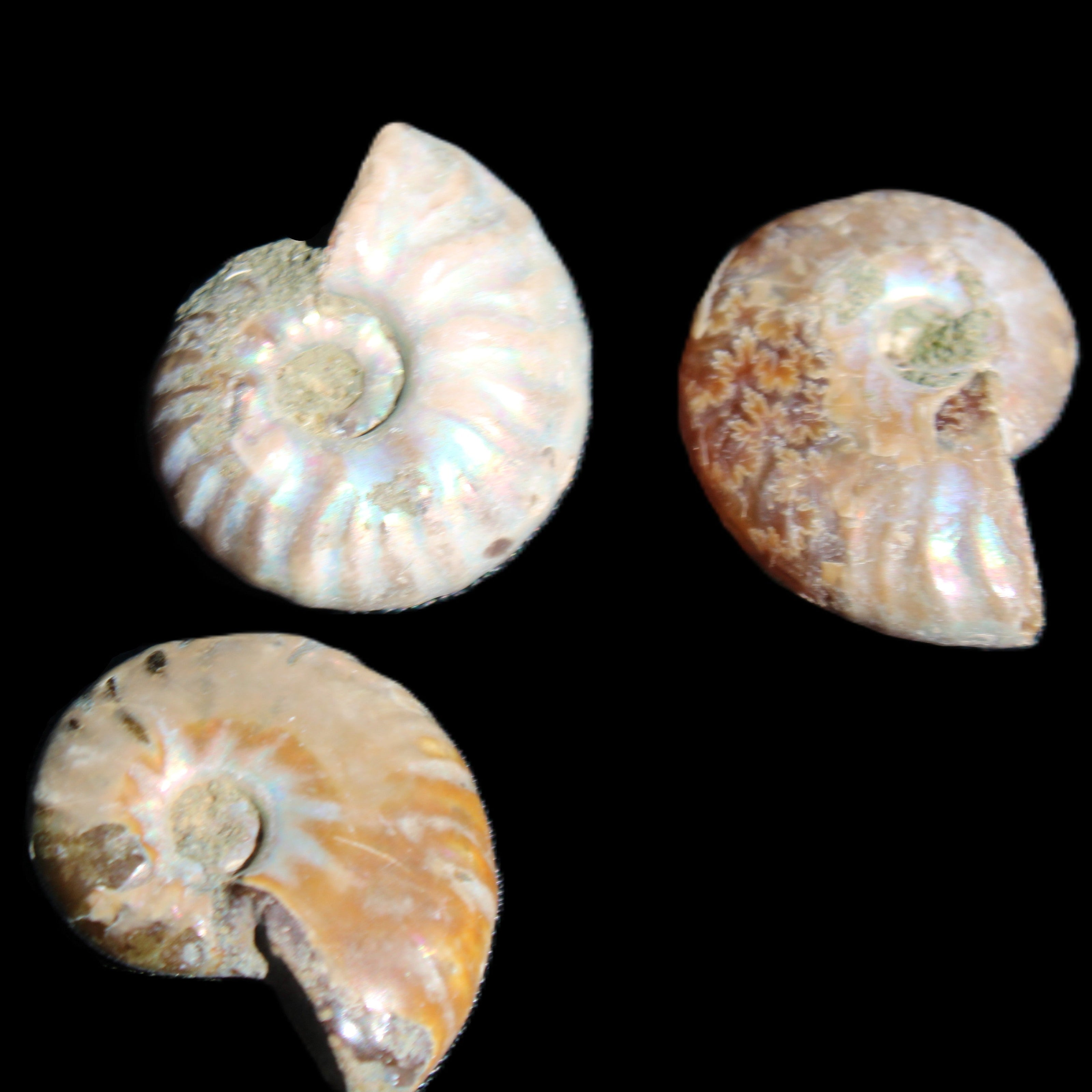 Jurassic 3 Iridescent Ammonites from Madagascar 25mm 16g in sunlight - Rocks and Things Store