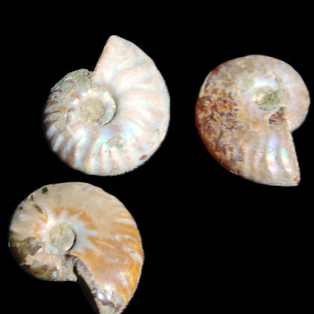 Jurassic 3 Iridescent Ammonites from Madagascar 25mm 16g in sunlight - Rocks and Things Store