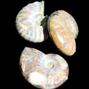 Jurassic 3 Iridescent Ammonites from Madagascar 25mm 16g in sunlight - Rocks and Things Store