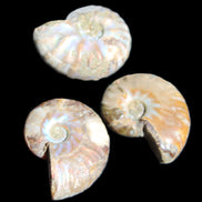 Jurassic 3 Iridescent Ammonites from Madagascar 25mm 16g in sunlight - Rocks and Things Store