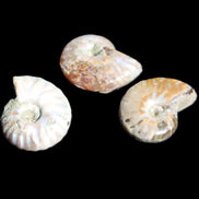Jurassic 3 Iridescent Ammonites from Madagascar 25mm 16g in sunlight - Rocks and Things Store