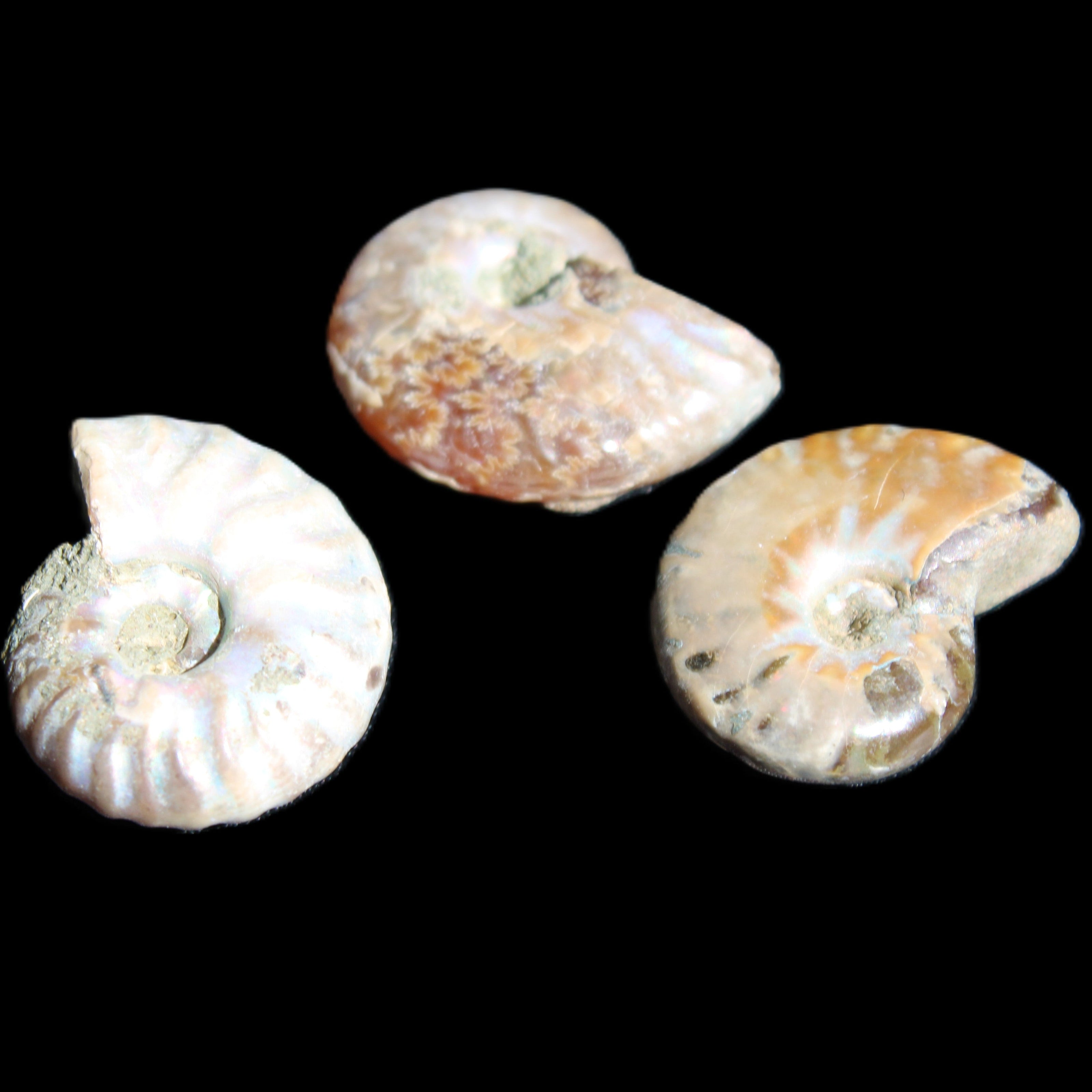 Jurassic 3 Iridescent Ammonites from Madagascar 25mm 16g in sunlight - Rocks and Things Store