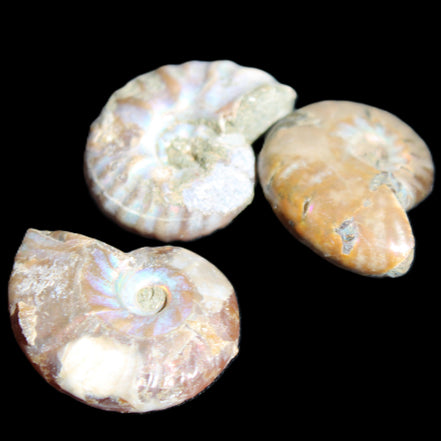 Jurassic 3 Iridescent Ammonites from Madagascar 25mm 16g in sunlight - Rocks and Things Store