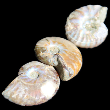 Jurassic 3 Iridescent Ammonites from Madagascar 25mm 16g in sunlight - Rocks and Things Store