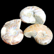 Jurassic 3 Iridescent Ammonites from Madagascar 25mm 16g in sunlight - Rocks and Things Store