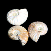 Jurassic 3 Iridescent Ammonites from Madagascar 25mm 16g in sunlight - Rocks and Things Store