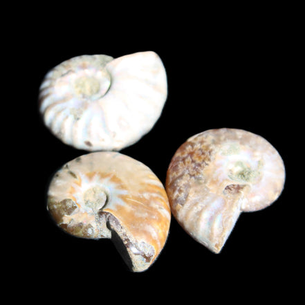 Jurassic 3 Iridescent Ammonites from Madagascar 25mm 16g in sunlight - Rocks and Things Store