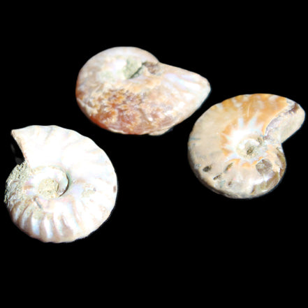 Jurassic 3 Iridescent Ammonites from Madagascar 25mm 16g in sunlight - Rocks and Things Store