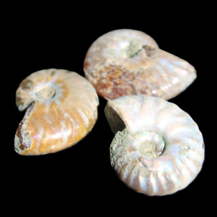 Jurassic 3 Iridescent Ammonites from Madagascar 25mm 16g in sunlight - Rocks and Things Store