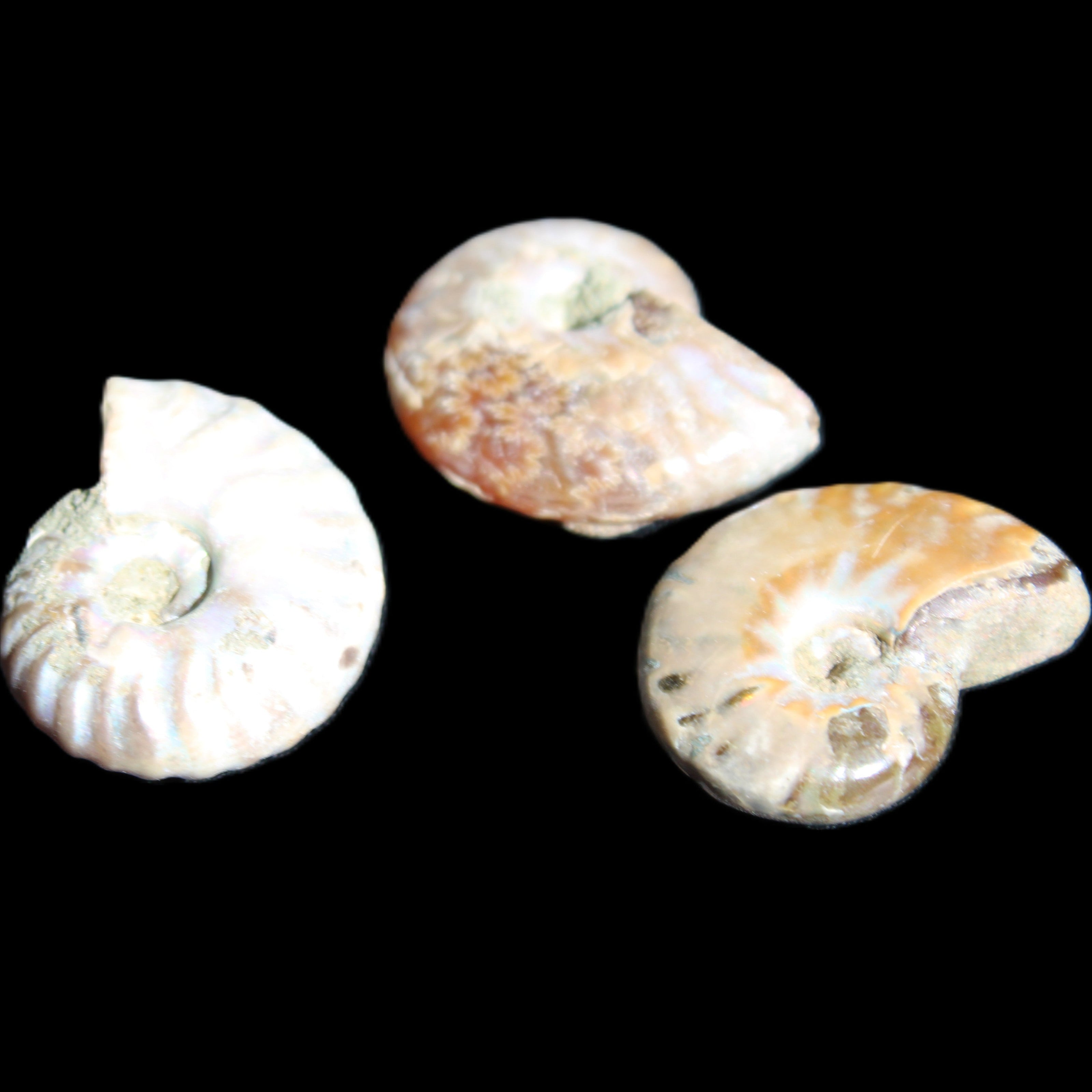 Jurassic 3 Iridescent Ammonites from Madagascar 25mm 16g in sunlight - Rocks and Things Store