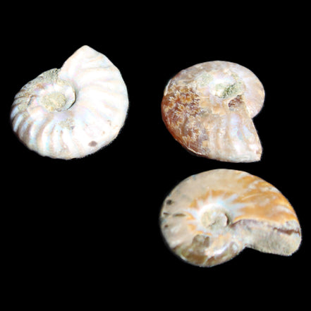 Jurassic 3 Iridescent Ammonites from Madagascar 25mm 16g in sunlight - Rocks and Things Store