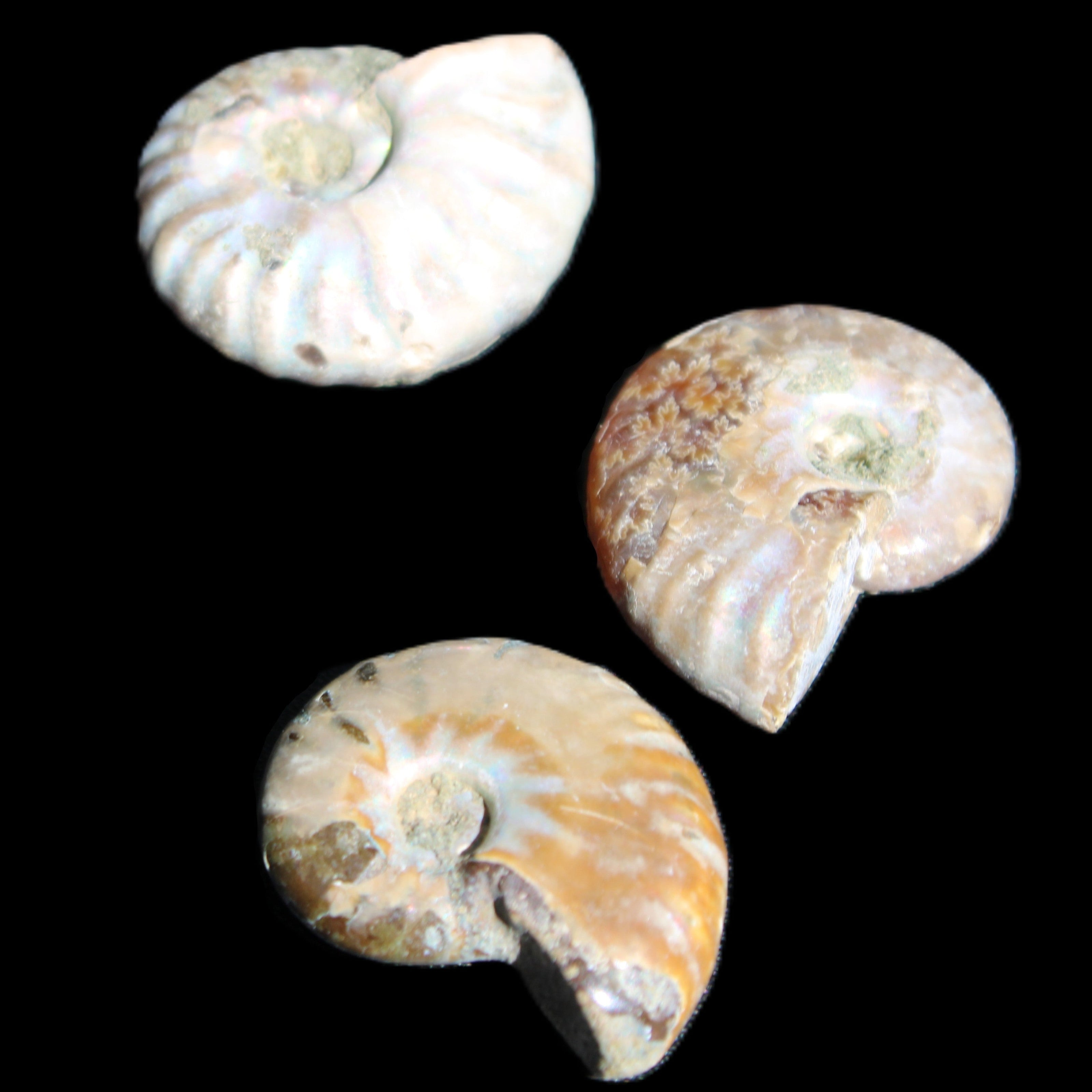 Jurassic 3 Iridescent Ammonites from Madagascar 25mm 16g in sunlight - Rocks and Things Store