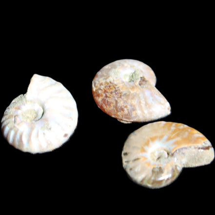 Jurassic 3 Iridescent Ammonites from Madagascar 25mm 16g in sunlight - Rocks and Things Store