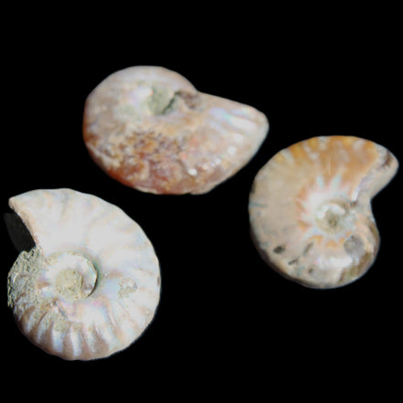 Jurassic 3 Iridescent Ammonites from Madagascar 25mm 16g in sunlight - Rocks and Things Store