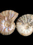 Jurassic 2 Iridescent Ammonites from Madagascar 25mm 14g in sunlight - Rocks and Things Store
