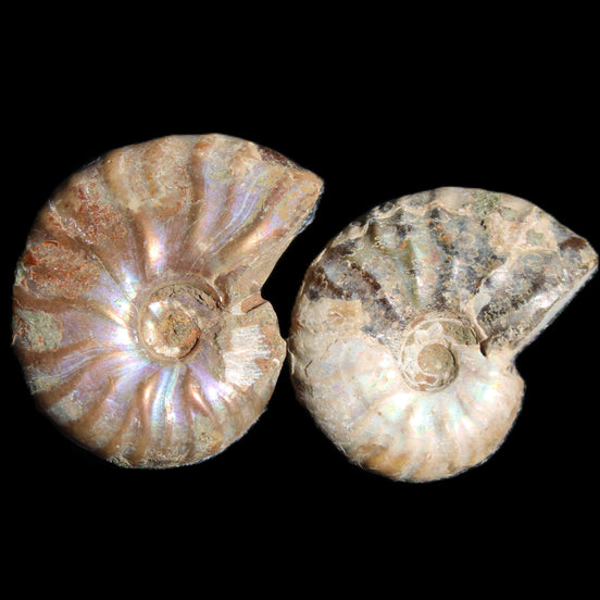 Jurassic 2 Iridescent Ammonites from Madagascar 25mm 14g in sunlight - Rocks and Things Store