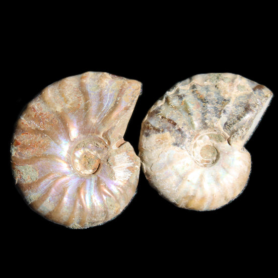 Jurassic 2 Iridescent Ammonites from Madagascar 25mm 14g in sunlight - Rocks and Things Store