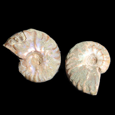 Jurassic 2 Iridescent Ammonites from Madagascar 25mm 14g in sunlight - Rocks and Things Store