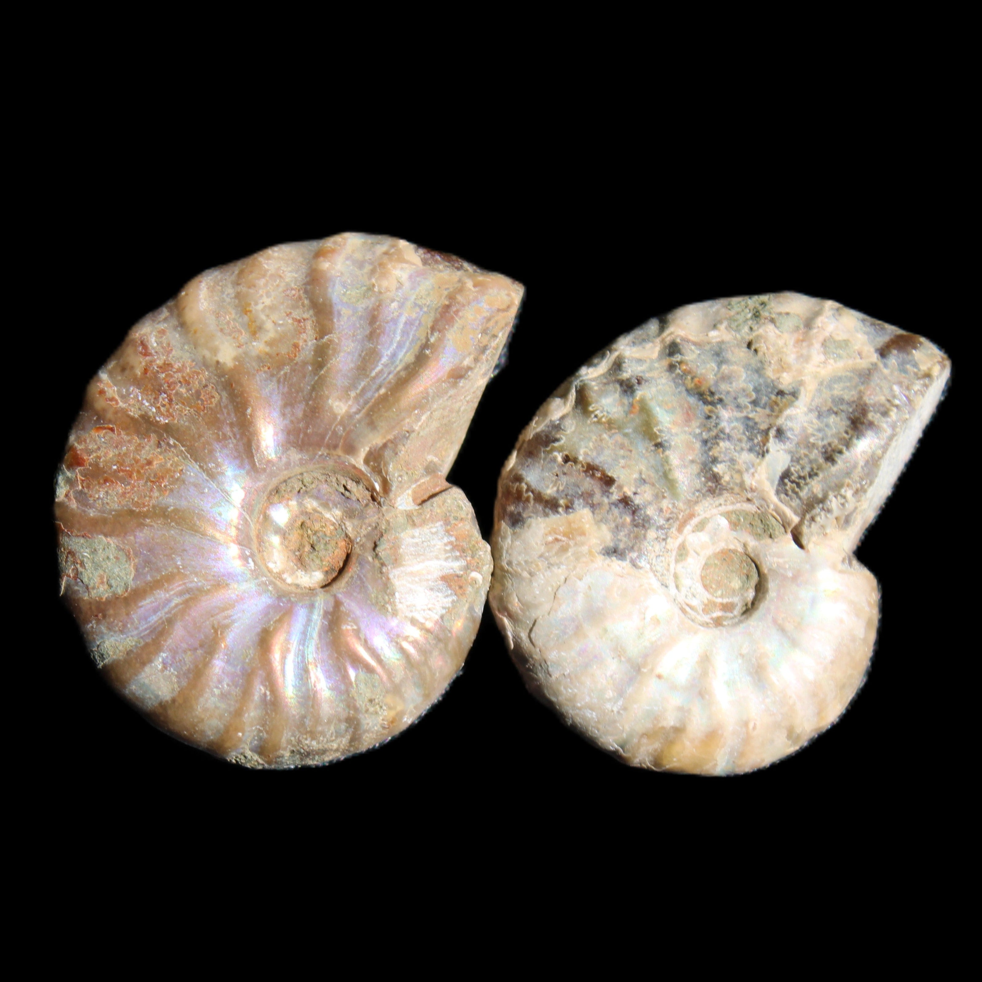 Jurassic 2 Iridescent Ammonites from Madagascar 25mm 14g in sunlight - Rocks and Things Store