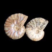 Jurassic 2 Iridescent Ammonites from Madagascar 25mm 14g in sunlight - Rocks and Things Store