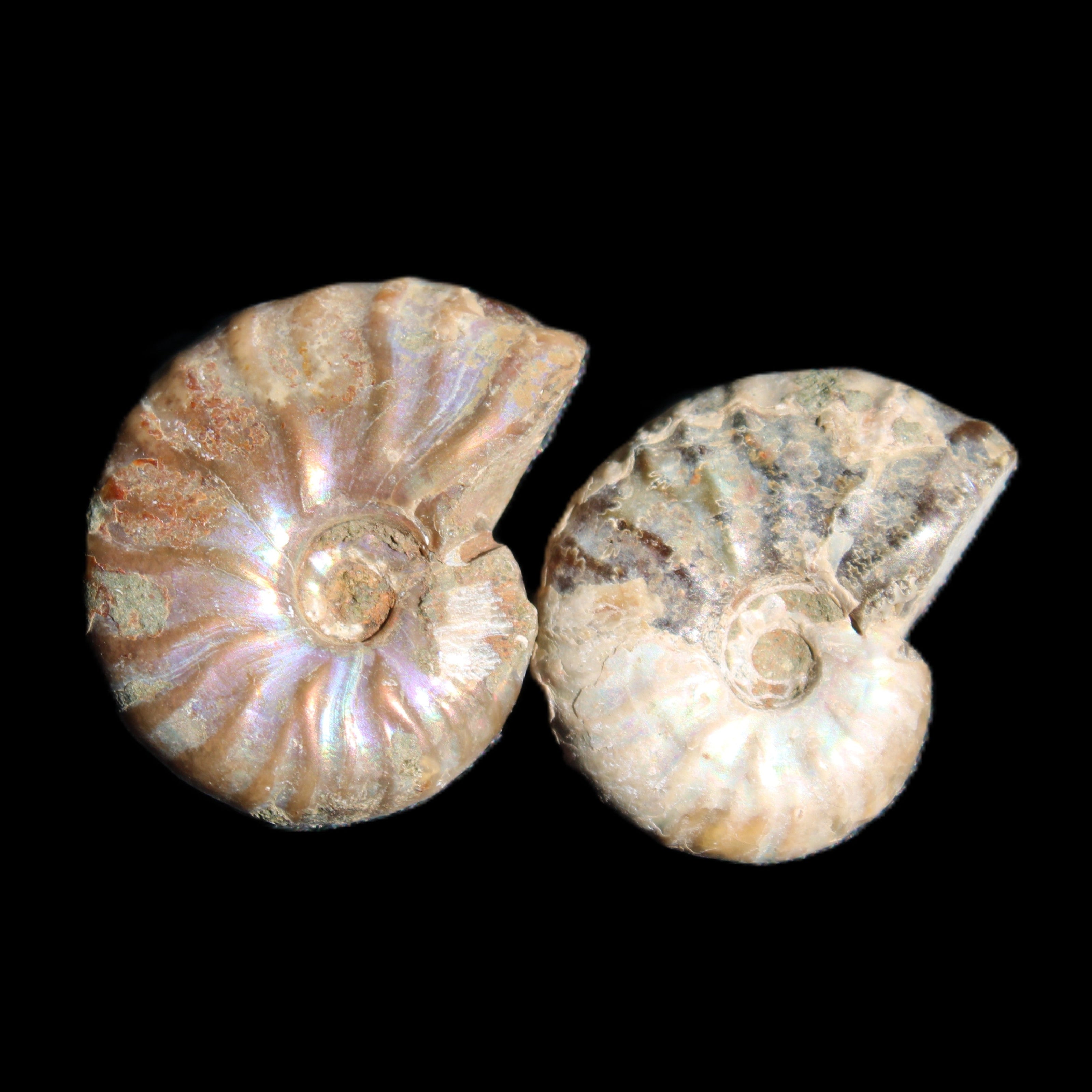 Jurassic 2 Iridescent Ammonites from Madagascar 25mm 14g in sunlight - Rocks and Things Store