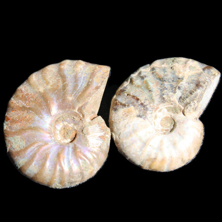 Jurassic 2 Iridescent Ammonites from Madagascar 25mm 14g in sunlight - Rocks and Things Store