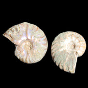 Jurassic 2 Iridescent Ammonites from Madagascar 25mm 14g in sunlight - Rocks and Things Store