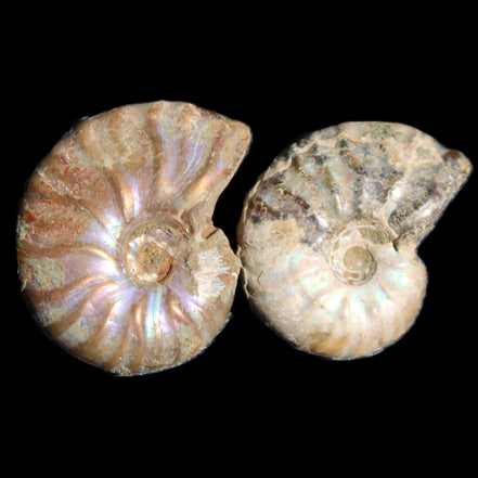 Jurassic 2 Iridescent Ammonites from Madagascar 25mm 14g in sunlight - Rocks and Things Store