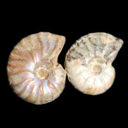 Jurassic 2 Iridescent Ammonites from Madagascar 25mm 14g in sunlight - Rocks and Things Store