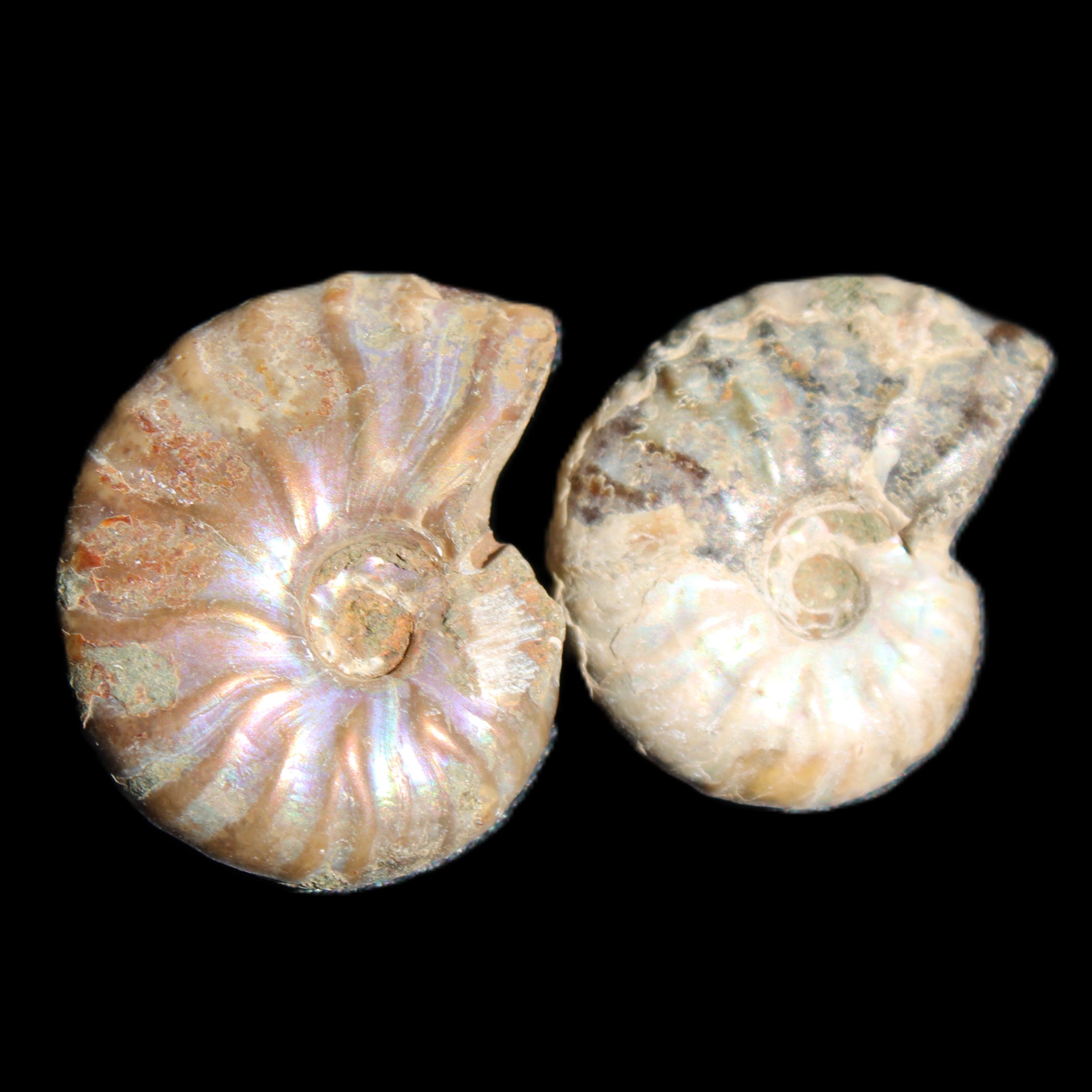 Jurassic 2 Iridescent Ammonites from Madagascar 25mm 14g in sunlight - Rocks and Things Store