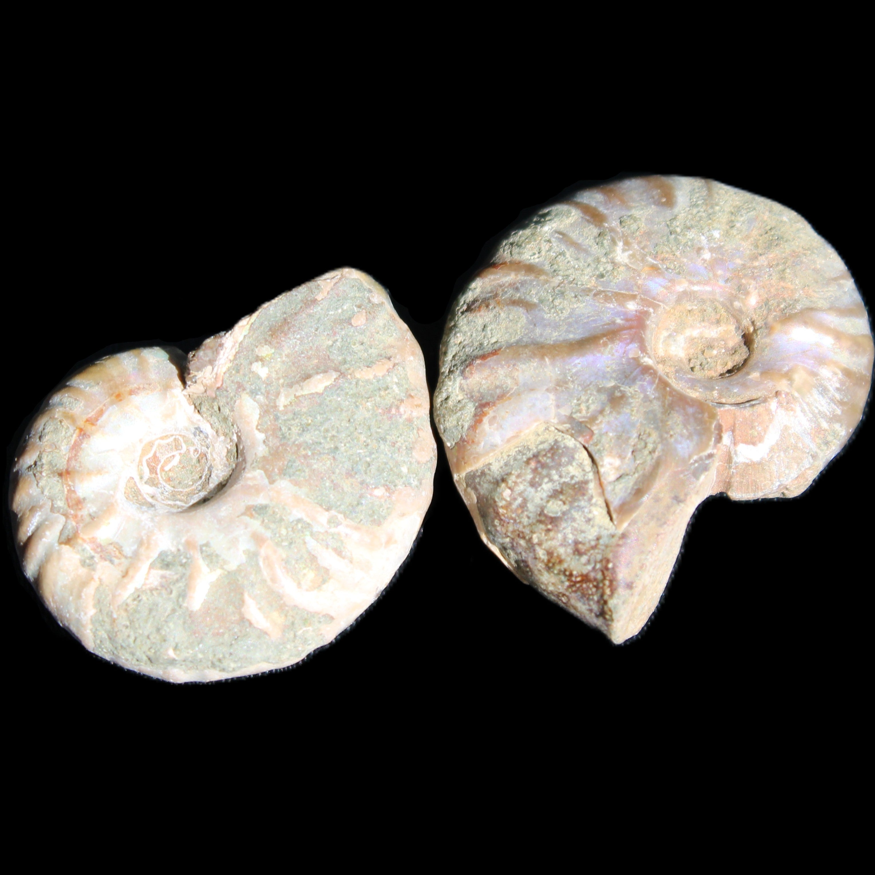 Jurassic 2 Iridescent Ammonites from Madagascar 25mm 14g in sunlight - Rocks and Things Store