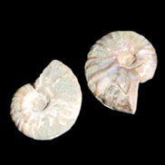 Jurassic 2 Iridescent Ammonites from Madagascar 25mm 14g in sunlight - Rocks and Things Store