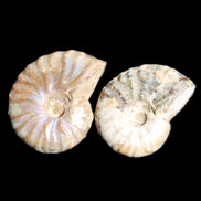 Jurassic 2 Iridescent Ammonites from Madagascar 25mm 14g in sunlight - Rocks and Things Store