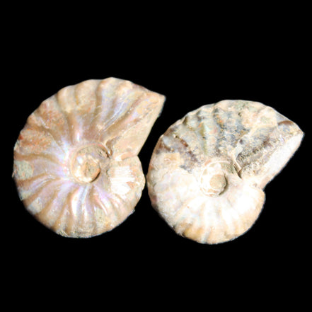 Jurassic 2 Iridescent Ammonites from Madagascar 25mm 14g in sunlight - Rocks and Things Store