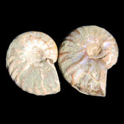 Jurassic 2 Iridescent Ammonites from Madagascar 25mm 14g in sunlight - Rocks and Things Store