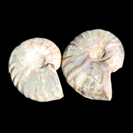 Jurassic 2 Iridescent Ammonites from Madagascar 25mm 14g in sunlight - Rocks and Things Store