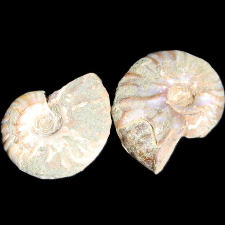 Jurassic 2 Iridescent Ammonites from Madagascar 25mm 14g in sunlight - Rocks and Things Store